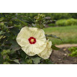 Ibištek bahenný (Hibiscus moscheutos) ´FRENCH VANILLA´® - výška 40-60 cm, kont. C5L